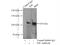 Insulin Degrading Enzyme antibody, 21728-1-AP, Proteintech Group, Immunoprecipitation image 