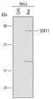 Transcription factor SOX-11 antibody, AF3976, R&D Systems, Western Blot image 