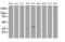 Decaprenyl Diphosphate Synthase Subunit 2 antibody, MA5-25785, Invitrogen Antibodies, Western Blot image 