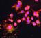 Aldolase, Fructose-Bisphosphate C antibody, ab87122, Abcam, Immunofluorescence image 
