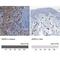 Serum deprivation-response protein antibody, NBP1-86610, Novus Biologicals, Immunohistochemistry paraffin image 