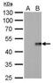 Interleukin-28B antibody, MA5-27866, Invitrogen Antibodies, Western Blot image 