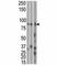 Microtubule Affinity Regulating Kinase 1 antibody, F40145-0.4ML, NSJ Bioreagents, Western Blot image 