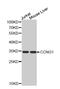 Cyclin G1 antibody, MBS126751, MyBioSource, Western Blot image 