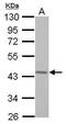 G Protein Subunit Alpha 15 antibody, PA5-31176, Invitrogen Antibodies, Western Blot image 