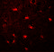 Microtubule Associated Protein 1 Light Chain 3 Gamma antibody, 7583, ProSci Inc, Immunofluorescence image 