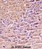 Protein Kinase CAMP-Activated Catalytic Subunit Beta antibody, abx028065, Abbexa, Immunohistochemistry frozen image 