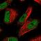 DNA Polymerase Alpha 2, Accessory Subunit antibody, NBP1-82139, Novus Biologicals, Immunofluorescence image 