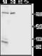 Inositol 1,4,5-Trisphosphate Receptor Type 2 antibody, GTX54772, GeneTex, Western Blot image 