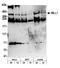 p180 antibody, A300-086A, Bethyl Labs, Western Blot image 