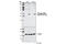 Bifunctional polynucleotide phosphatase/kinase antibody, 3522S, Cell Signaling Technology, Western Blot image 