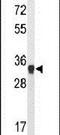 ATP Synthase F1 Subunit Gamma antibody, PA5-26246, Invitrogen Antibodies, Western Blot image 