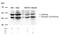 Glycogen Synthase Kinase 3 Alpha antibody, GTX50316, GeneTex, Western Blot image 