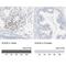 SRY-Box 30 antibody, NBP1-86503, Novus Biologicals, Immunohistochemistry paraffin image 