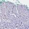 Synaptopodin 2 Like antibody, HPA057142, Atlas Antibodies, Immunohistochemistry frozen image 