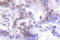 SUMO Specific Peptidase 6 antibody, LS-C176349, Lifespan Biosciences, Immunohistochemistry frozen image 