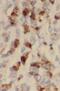 StAR Related Lipid Transfer Domain Containing 8 antibody, FNab08293, FineTest, Immunohistochemistry frozen image 