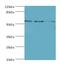 ADP Ribosylation Factor GTPase Activating Protein 3 antibody, LS-C380005, Lifespan Biosciences, Western Blot image 