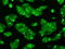 Ring Finger Protein 144B antibody, GTX83705, GeneTex, Immunofluorescence image 
