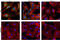 Glycogen Synthase Kinase 3 Beta antibody, 9323T, Cell Signaling Technology, Immunofluorescence image 