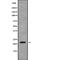 Secretion Associated Ras Related GTPase 1A antibody, PA5-68201, Invitrogen Antibodies, Western Blot image 