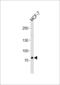 Zinc Finger Protein 483 antibody, 59-878, ProSci, Western Blot image 