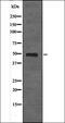 HtrA Serine Peptidase 2 antibody, orb336048, Biorbyt, Western Blot image 