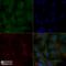 Apolipoprotein A5 antibody, NB400-139, Novus Biologicals, Immunofluorescence image 