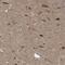 Integrin Alpha FG-GAP Repeat Containing 1 antibody, HPA019728, Atlas Antibodies, Immunohistochemistry frozen image 