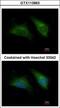 28S ribosomal protein S29, mitochondrial antibody, GTX113863, GeneTex, Immunofluorescence image 