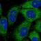 THUMP Domain Containing 3 antibody, NBP2-38287, Novus Biologicals, Immunofluorescence image 
