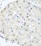 Dynein Axonemal Light Chain 1 antibody, FNab02471, FineTest, Immunohistochemistry paraffin image 