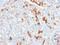 Nerve Growth Factor Receptor antibody, GTX17697, GeneTex, Immunohistochemistry paraffin image 