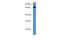 Mbt Domain Containing 1 antibody, A11992, Boster Biological Technology, Western Blot image 