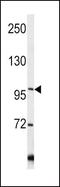 Collagen Type VI Alpha 1 Chain antibody, PA5-13534, Invitrogen Antibodies, Western Blot image 