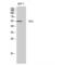 Checkpoint Kinase 1 antibody, LS-C382709, Lifespan Biosciences, Western Blot image 