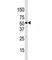 Lysine Demethylase 4D antibody, F40090-0.4ML, NSJ Bioreagents, Western Blot image 