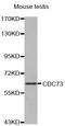 Cell Division Cycle 73 antibody, STJ23034, St John