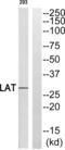 Linker For Activation Of T Cells antibody, abx013010, Abbexa, Western Blot image 