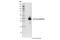 Cre Recombinase antibody, 50318S, Cell Signaling Technology, Western Blot image 