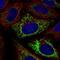 Mitochondrial Fission Factor antibody, PA5-67357, Invitrogen Antibodies, Immunofluorescence image 