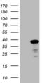SYF2 Pre-MRNA Splicing Factor antibody, MA5-26995, Invitrogen Antibodies, Western Blot image 