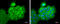 Aldehyde dehydrogenase family 1 member A3 antibody, GTX110784, GeneTex, Immunocytochemistry image 