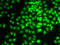 Cyclin G1 antibody, LS-C346078, Lifespan Biosciences, Immunofluorescence image 