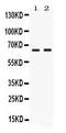 Nectin Cell Adhesion Molecule 4 antibody, PB10091, Boster Biological Technology, Western Blot image 