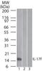 Interleukin 17F antibody, MA5-16229, Invitrogen Antibodies, Western Blot image 