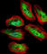 Translin antibody, abx026764, Abbexa, Western Blot image 