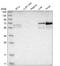 PX domain-containing protein kinase-like protein antibody, HPA024068, Atlas Antibodies, Western Blot image 