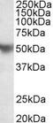 SRBC antibody, PA5-37839, Invitrogen Antibodies, Western Blot image 