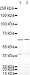 Interferon Regulatory Factor 5 antibody, PA5-19504, Invitrogen Antibodies, Western Blot image 